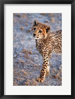 Framed Kenya, Cheetah in Amboseli National Park