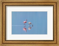 Framed Lesser Flamingoes (Phoenicopterus minor), Lake Nakuru, Kenya