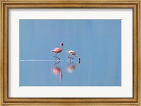 Framed Lesser Flamingoes (Phoenicopterus minor), Lake Nakuru, Kenya