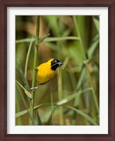 Framed Lesser Masked Weaver bird, Mkuze GR, South Africa