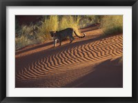 Framed Leopard on sand dunes, Namib-Naukluft Park, Namibia