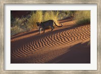 Framed Leopard on sand dunes, Namib-Naukluft Park, Namibia