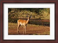 Framed Impala, Maasai Mara Wildlife Reserve, Kenya