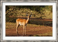 Framed Impala, Maasai Mara Wildlife Reserve, Kenya