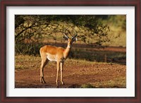 Framed Impala, Maasai Mara Wildlife Reserve, Kenya