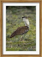 Framed Kori Bustard, Ardeotis kori, Etosha NP, Namibia, Africa.