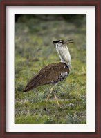 Framed Kori Bustard, Ardeotis kori, Etosha NP, Namibia, Africa.