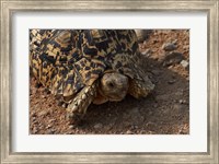 Framed Leopard tortoise, Stigmochelys pardalis, Etosha NP, Namibia, Africa.
