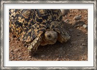 Framed Leopard tortoise, Stigmochelys pardalis, Etosha NP, Namibia, Africa.