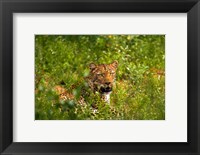 Framed Leopard, Kruger National Park, South Africa