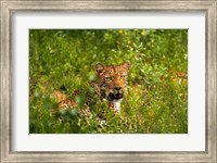 Framed Leopard, Kruger National Park, South Africa