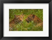 Framed Leopards, Kruger National Park, South Africa