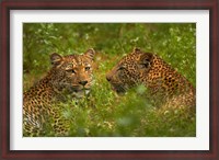 Framed Leopards, Kruger National Park, South Africa