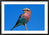 Framed Lilac-breasted Roller, Hwange National Park, Zimbabwe, Africa