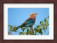 Framed Lilac-breasted Roller, Nxai Pan National Park, Botswana, Africa