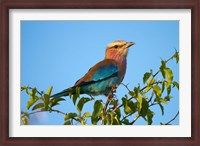 Framed Lilac-breasted Roller, Nxai Pan National Park, Botswana, Africa