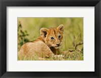 Framed Lion cub in the bush, Maasai Mara Wildlife Reserve, Kenya