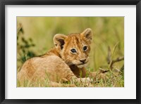 Framed Lion cub in the bush, Maasai Mara Wildlife Reserve, Kenya