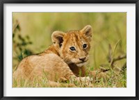 Framed Lion cub in the bush, Maasai Mara Wildlife Reserve, Kenya