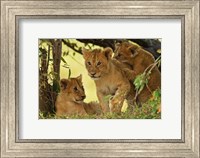 Framed Lion cubs in the bush, Maasai Mara Wildlife Reserve, Kenya