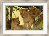 Framed Lion cubs in the bush, Maasai Mara Wildlife Reserve, Kenya