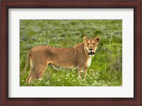 Framed Lioness, Etosha National Park, Namibia