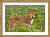 Framed Lioness, Etosha National Park, Namibia