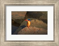 Framed Malachite Kingfisher, Alcedo cristata, Kruger NP, South Africa