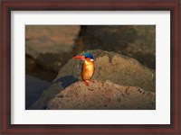 Framed Malachite Kingfisher, Alcedo cristata, Kruger NP, South Africa