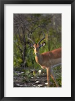 Framed Male Black-faced impala, Etosha National Park, Namibia
