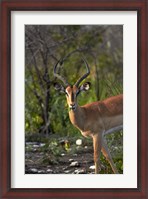 Framed Male Black-faced impala, Etosha National Park, Namibia