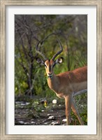 Framed Male Black-faced impala, Etosha National Park, Namibia