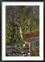 Framed Male Black-faced impala, Etosha National Park, Namibia