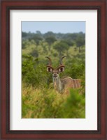 Framed Male greater kudu, Kruger National Park, South Africa