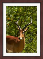 Framed Male Impala, Hwange National Park, Zimbabwe, Africa