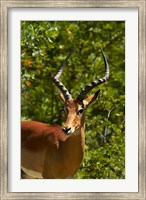 Framed Male Impala, Hwange National Park, Zimbabwe, Africa