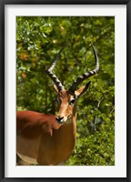 Framed Male Impala, Hwange National Park, Zimbabwe, Africa