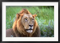 Framed Male Lion, Kruger National Park, South Africa
