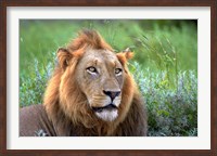 Framed Male Lion, Kruger National Park, South Africa