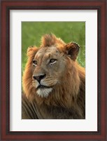 Framed Male Lion, Panthera leo, Kruger NP, South Africa