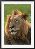 Framed Male Lion, Panthera leo, Kruger NP, South Africa