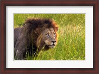 Framed Male Lion, South Africa