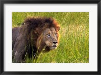 Framed Male Lion, South Africa