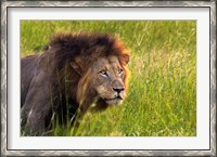 Framed Male Lion, South Africa