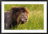 Framed Male Lion, South Africa