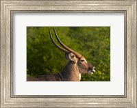 Framed Male waterbuck, Kruger National Park, South Africa