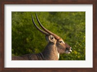 Framed Male waterbuck, Kruger National Park, South Africa