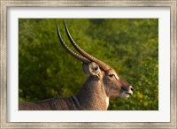 Framed Male waterbuck, Kruger National Park, South Africa