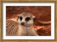 Framed Meerkat, Tiras Mountains, Southern Namibia