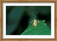 Framed Insect on Green Leaf, Gombe National Park, Tanzania